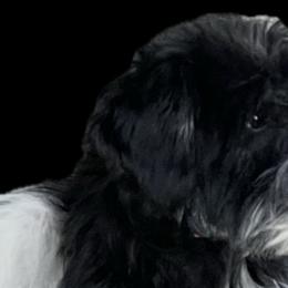 Miniature Schnauzers from Nichols Miniature Schnauzers
