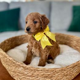 Yellow - Red  female Goldendoodle puppy in Eagle Mountain, Utah from Meadow Ranch Pups