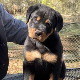 Rottweiler puppies from Darkstarr Rottweilers