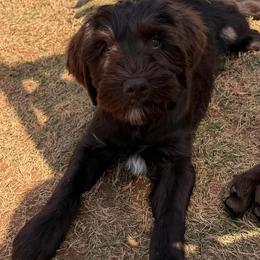 Brown Boy - Chocolate male Australian Labradoodle puppy in West Union, South Carolina from Golden Corner Labradoodles, LLC