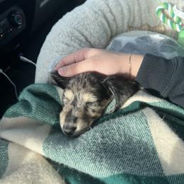 Dachshund Puppies from Birkin’ Paws