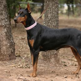 Justice - Doberman Pinscher