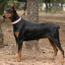 Justice - Doberman Pinscher
