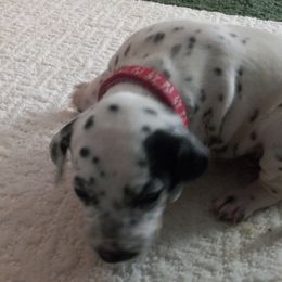 "Dark pink collar is femlae" Dalmatian Puppies from Shelbys Pawsome Dalmatians