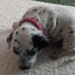 "Dark pink collar is femlae" Dalmatian Puppies from Shelbys Pawsome Dalmatians