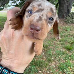 Blue eye boy - Chocolate and tan male Dachshund puppy in De Soto County, Florida from Countridox Dachshunds