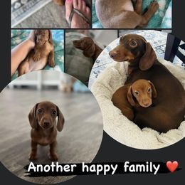 Dachshund Puppies from Dach of Doxies
