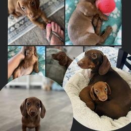 Dachshund Puppies from Dach of Doxies