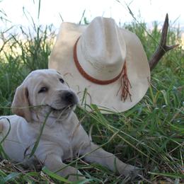 Labrador Retriever Puppies from Sula Peak Water Dogs LLC