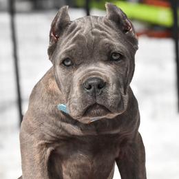 Sky - Gray brindle female Cane Corso puppy in Sault Ste Marie, Michigan from Willow Creek Cane Corsos