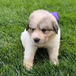 Miss Purple - White and badger female Great Pyrenees puppy in Idaho from Portneuf Range Pyrenees