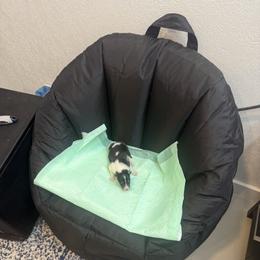 Alo - Black white and tan female Collie puppy in Beaver, Oklahoma from Lawson’s Lassies