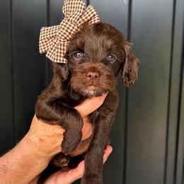 Sierra - Chocolate female Goldendoodle puppy in Van Alstyne, Texas from Forest Haven Doodle Co.