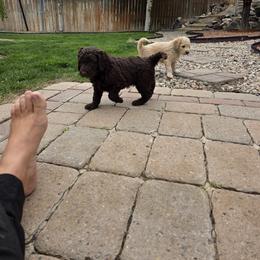 Poodle Puppies from shelby ealey