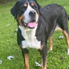 Gigi - Greater Swiss Mountain Dog
