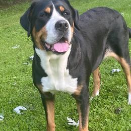 Gigi - Greater Swiss Mountain Dog
