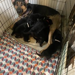 German Shepherd Puppies from Dady Shepherds