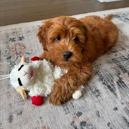 Hudson - Red  female Goldendoodle puppy in Brandon, Florida from Murphys Doodles