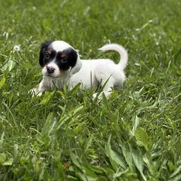 Hazel - Blue belton and tan (tri-color) female English Setter puppy in Lake Tomahawk, Ohio from StoneyBrook Setters