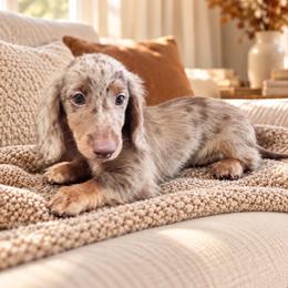 Enzo Louise - Dapple male Dachshund puppy in Boston, Massachusetts from London’s puppies