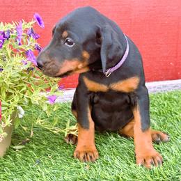 Doberman Pinscher Puppies from Solomon Creek K9