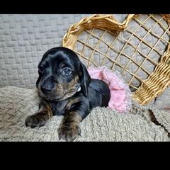June - Black and tan female Dachshund puppy in Tucson, Arizona from Ritzi’s Doxies