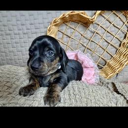June - Black and tan female Dachshund puppy in Tucson, Arizona from Ritzi’s Doxies