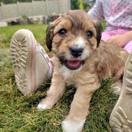 Cavapoo Puppies from Sophie's Puppy Den