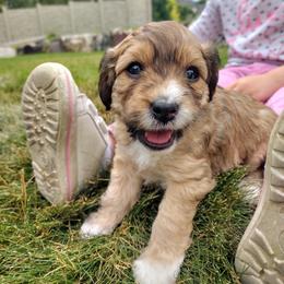Cavapoo Puppies from Sophie's Puppy Den