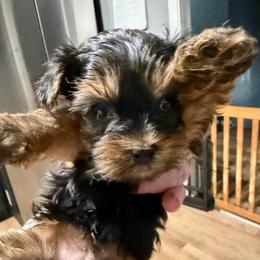 Peep - Black and tan male Yorkshire Terrier puppy in Winder, Georgia from Empire Yorkies