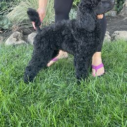 Poodle Puppies from Savicah Poodles