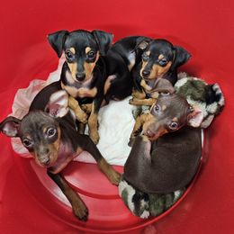 Miniature Pinscher and Rhodesian Ridgeback Puppies from Haley Gross's 	Rhodesian Ridgebacks
