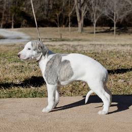 Cyclone - White and blue brindle male Whippet puppy in Gentry, Arkansas from Mardel Robeson of Mulberry Hollow Whippets