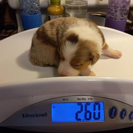 Boy 3 - Australian Shepherd puppy in Belleville, West Virginia from Chasitys Australian Shepherds