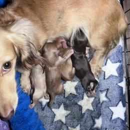 Dachshund puppies from Divine Dachshunds of Duval