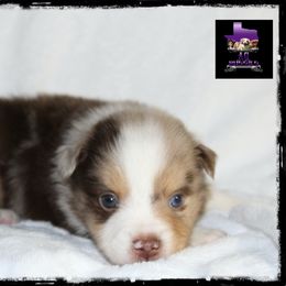 Mike - Red merle Miniature Australian Shepherd puppy in Jacksonville, Texas from AG Toy & Mini Aussies