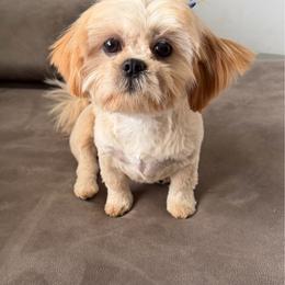 Daisy - Cream and white female Shih Tzu puppy in Connersville, Indiana from Royal Blossom Shihtzus
