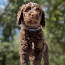 Goldendoodle Puppies from O’Doodle Clan Goldendoodles