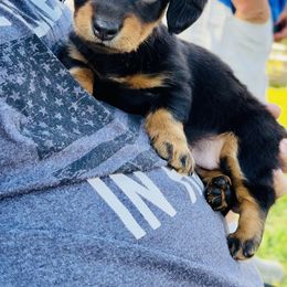 Dachshund Puppies from Libby’s Doxies