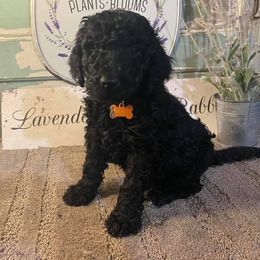 Labradoodle Puppies from Lavender Doodles