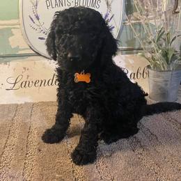 Labradoodle Puppies from Lavender Doodles