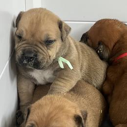 Boerboel Puppies from Southern Pride Boerboels