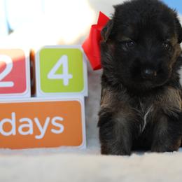 German Shepherd Puppies from Broward Shepherds