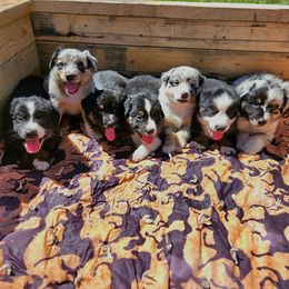 Australian Shepherds from 3am Riot Ranch