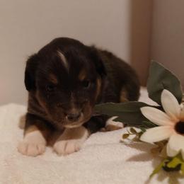 Anna - Red tri female Miniature Australian Shepherd puppy in Gretna, Virginia from Adams Acres Cattle Dogs