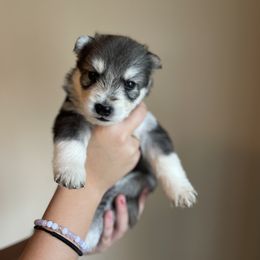 Siberian Husky Puppies from Broward Huskies