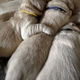 Golden Retriever Puppies from High Desert Goldens, LLC