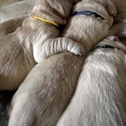 Golden Retriever Puppies from High Desert Goldens, LLC