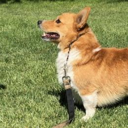 Pembroke Welsh Corgis and Shetland Sheepdogs from Bloxham Blue Shelties and Corgis