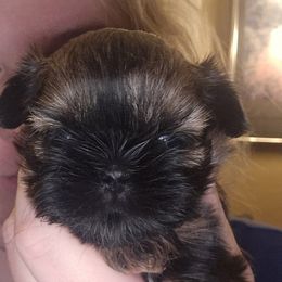 Girl 1 - Brindle female Shih Tzu puppy in Norris City, Illinois from Dainty and Darling Shih Tzu